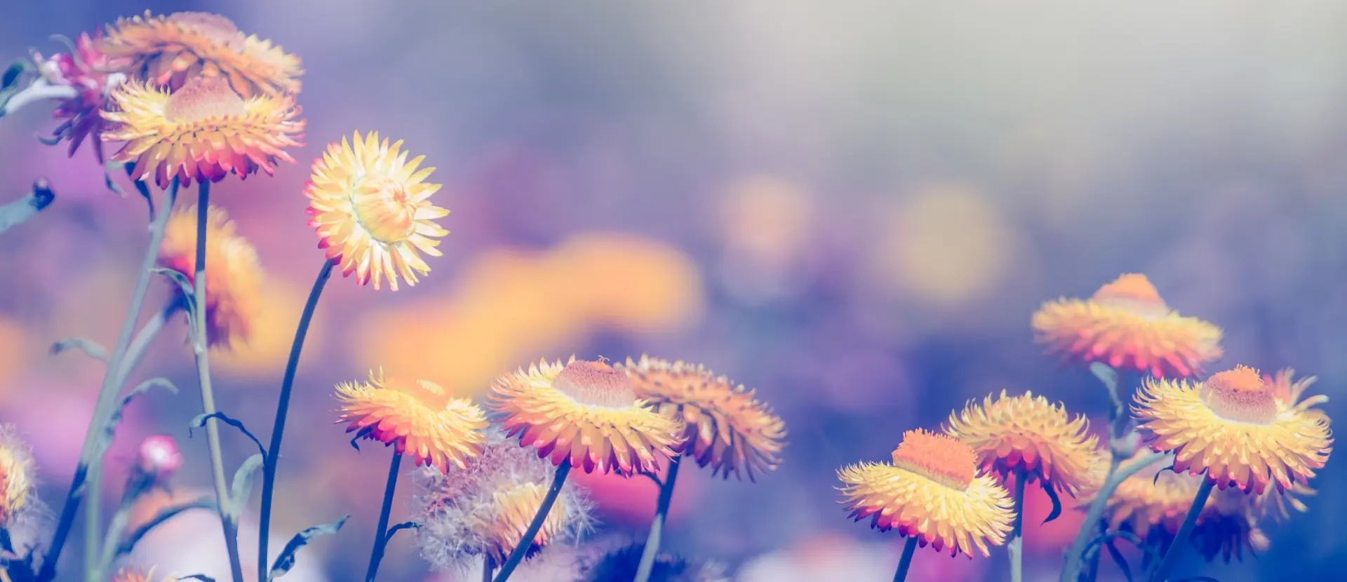 Alda Merini|l'anima in versi