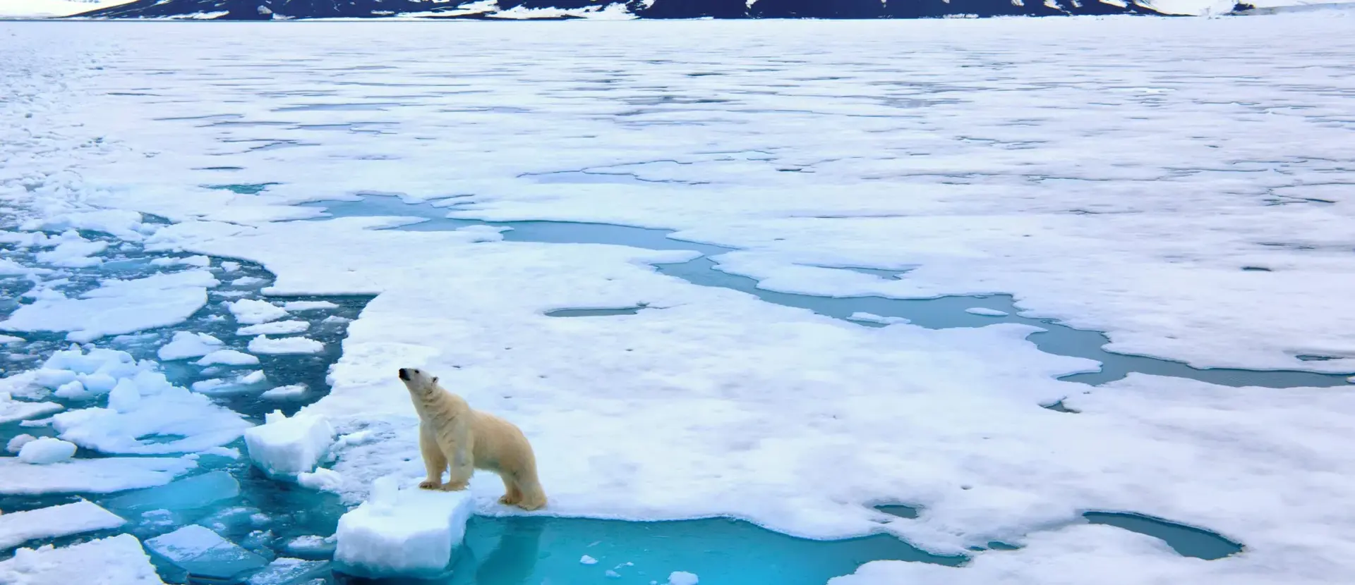 Biomi a rischio|L'Artide